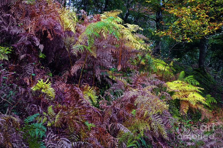 Bracken In Exmoor National Park Photograph by Science Photo Library Bracken In Exmoor National Park Photograph by Science Photo Library