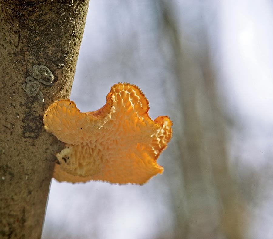 Bracket Fungi possibly Favolaschia sp Photograph by Douglas Barnett
