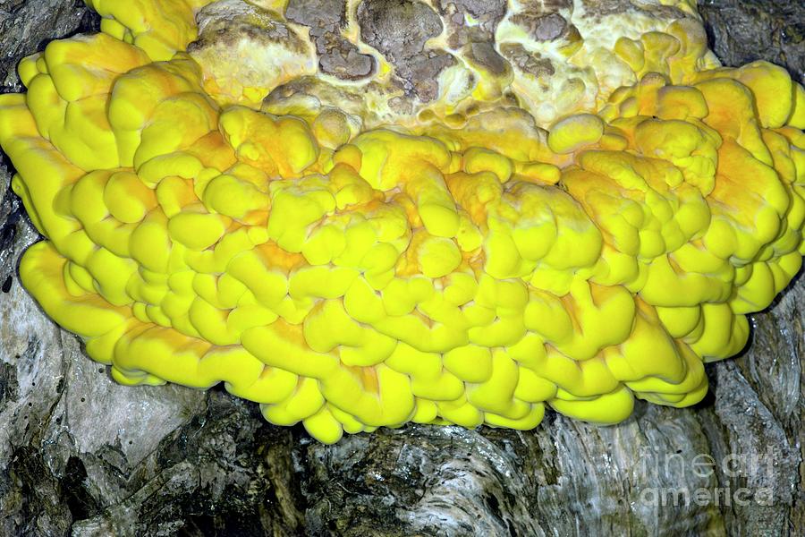 Bracket Fungus (laetiporus Sulphureus) Photograph by Dr Keith Wheeler/science Photo Library