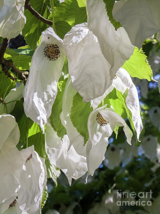 Bracteate Flower Of Handkerchief Tree (davidia Involucrata) Photograph by Martyn F. Chillmaid/science Photo Library