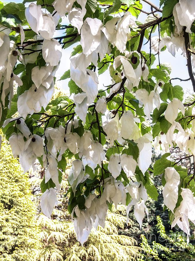 Bracteate Flowers Of Handkerchief Tree Photograph by Martyn F. Chillmaid/science Photo Library