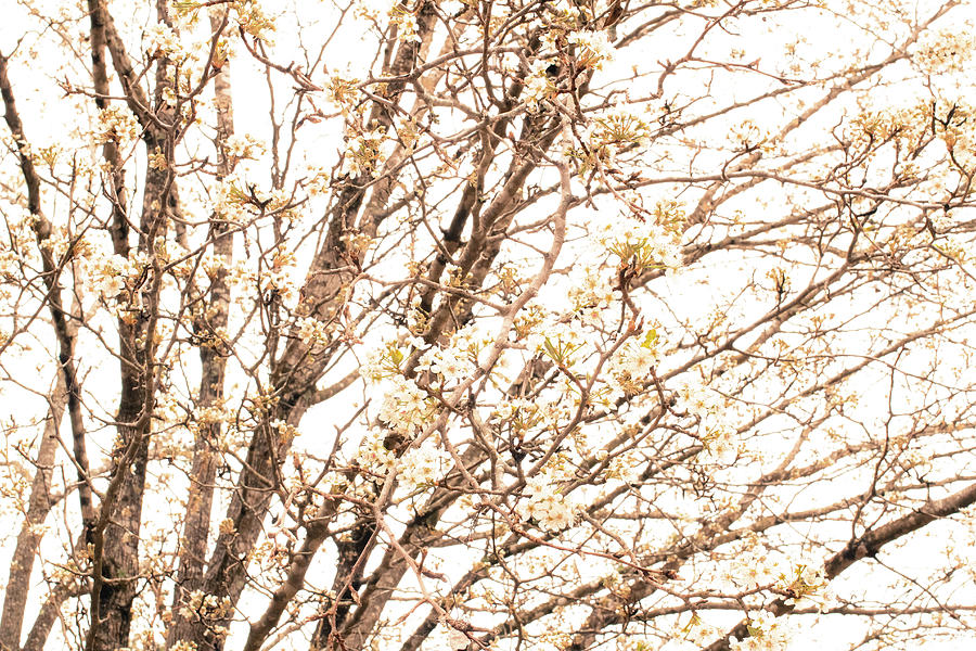Flowers Still Life Photograph - Bradford Pear Bloom by Michelle Anderson