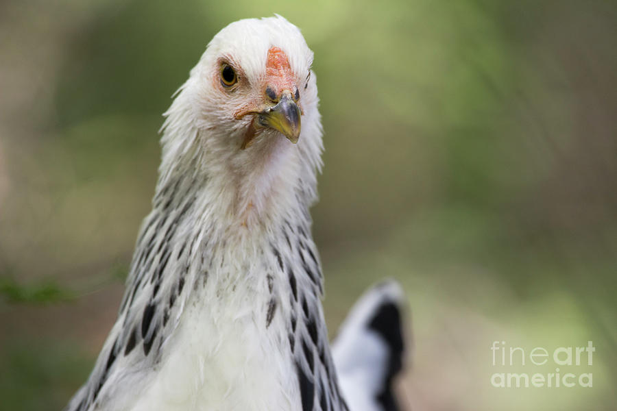 Brahma Hen Photograph By Jeannette Hunt Fine Art America