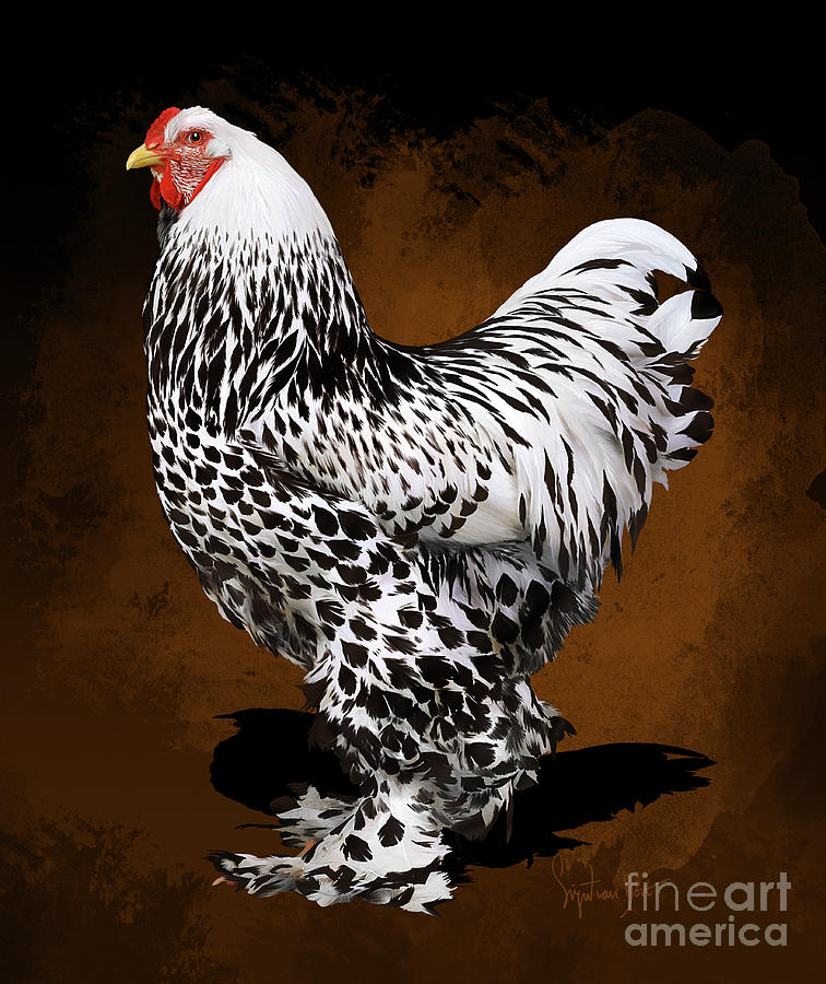 Brahma Digital Art - Brahma Silver Spangled April 1 by Sigrid Van Dort Brahma Digital Art - Brahma Silver Spangled April 1 by Sigrid Van Dort
