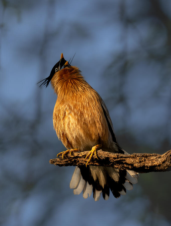 Wildlife Photograph - Brahminy Starling by Rajat Dhesi