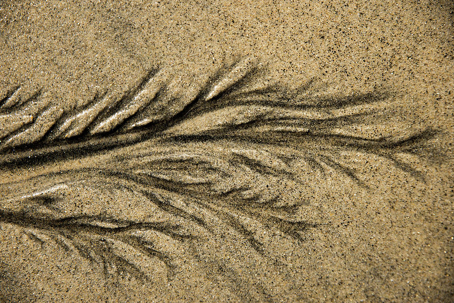 Sand Pattern Photograph - Braided Root #2  by A C Auriemma