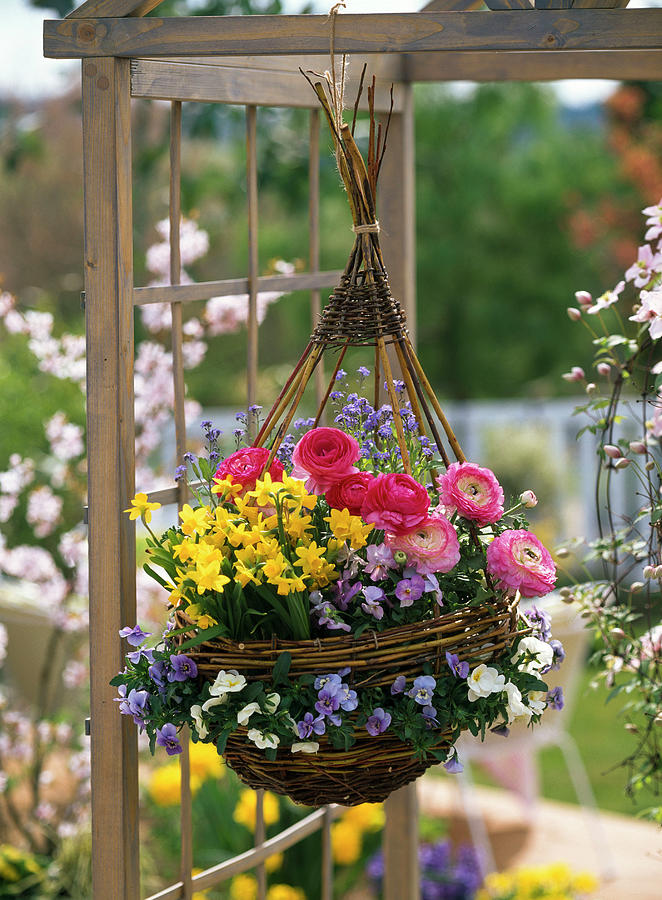 Braided Wicker Basket With Ranunculus Hung Up Photograph by Friedrich ...