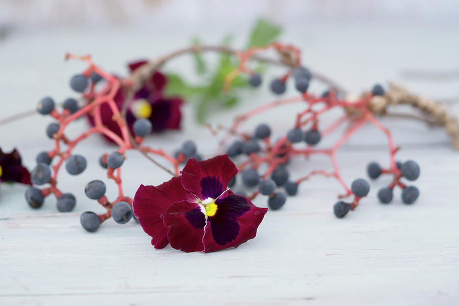 Braided Wreath Of Virginia Creeper Twigs And Berries With Viola Flowers Photograph by Martina Schindler