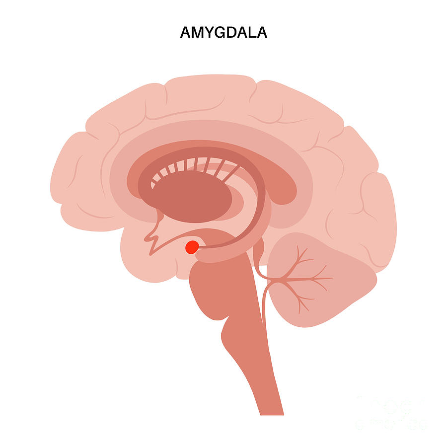 Brain Amygdala Anatomy Photograph by Pikovit / Science Photo Library