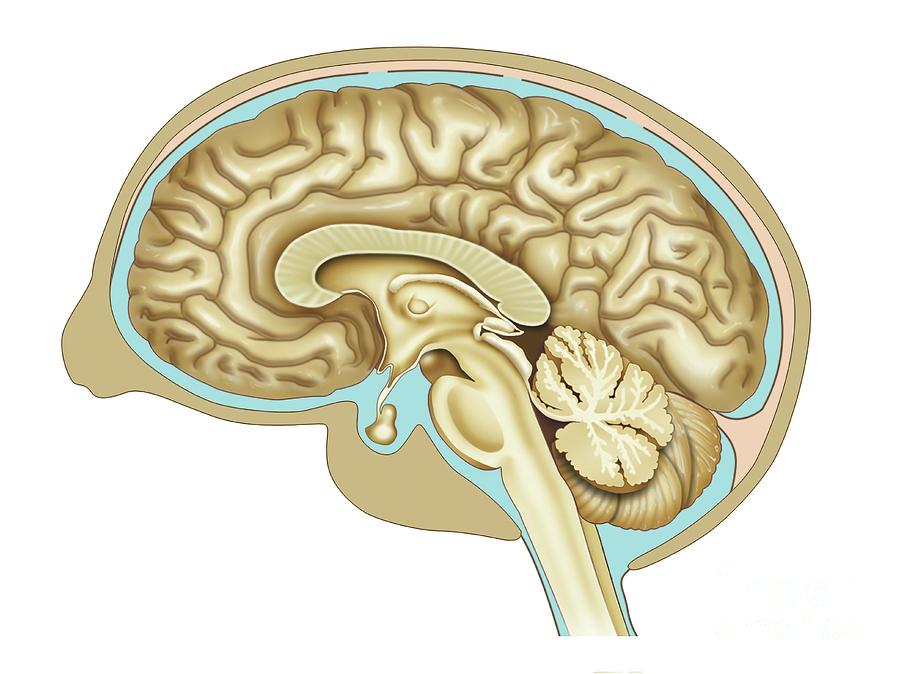 Brain Anatomy Photograph by Maurizio De Angelis/science Photo Library ...