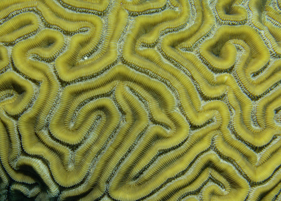 Summer Photograph - Brain Coral Abstract by Jean Noren