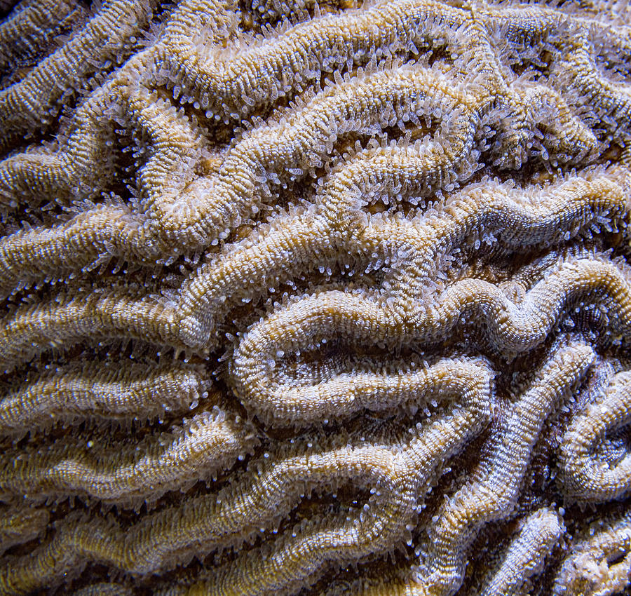 Brain Coral Tentacles Photograph by Jean Noren