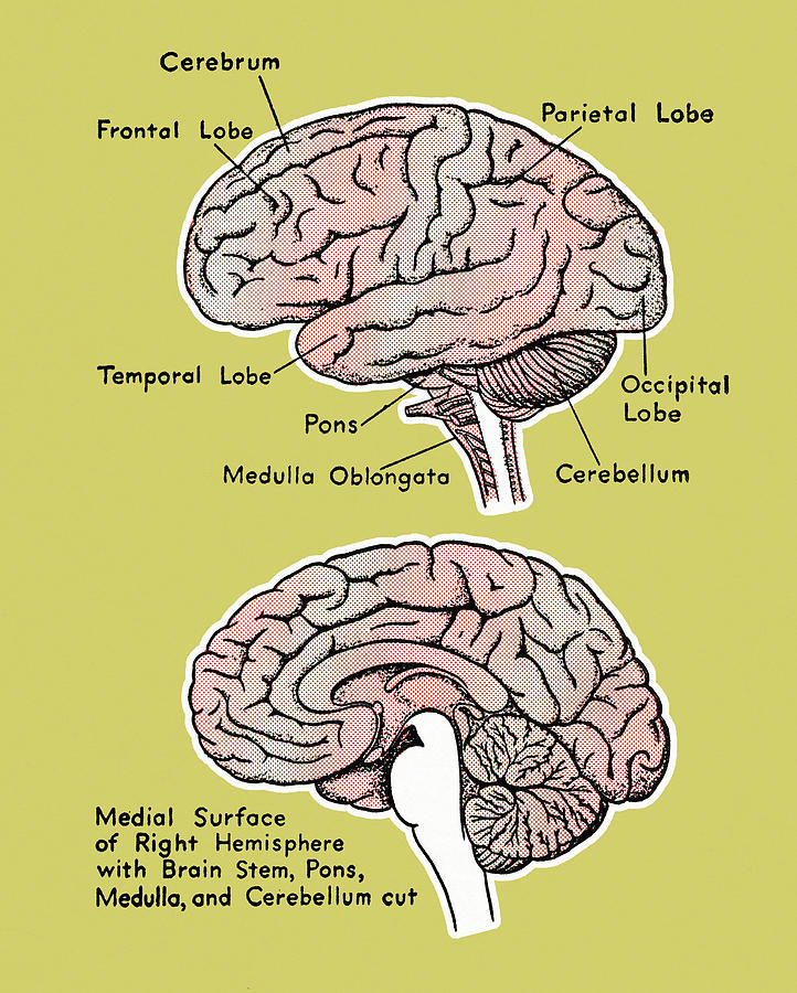 Vintage Drawing - Brain Diagram by CSA Images