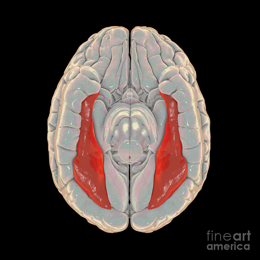 Fusiform Gyrus Coronal