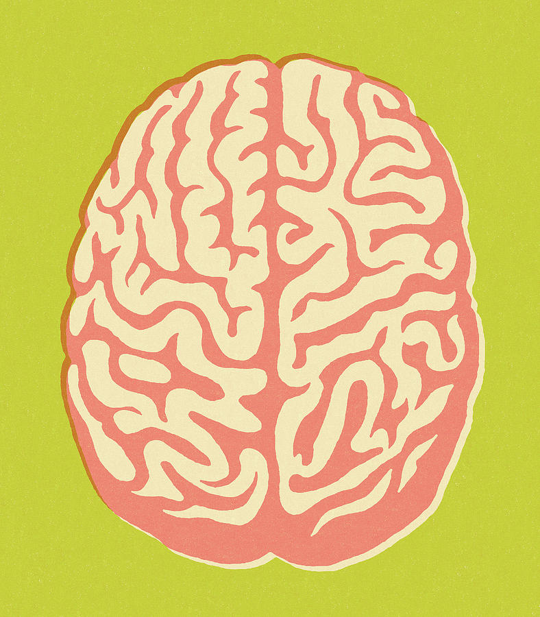Vintage Drawing - Brain on Green Background by CSA Images
