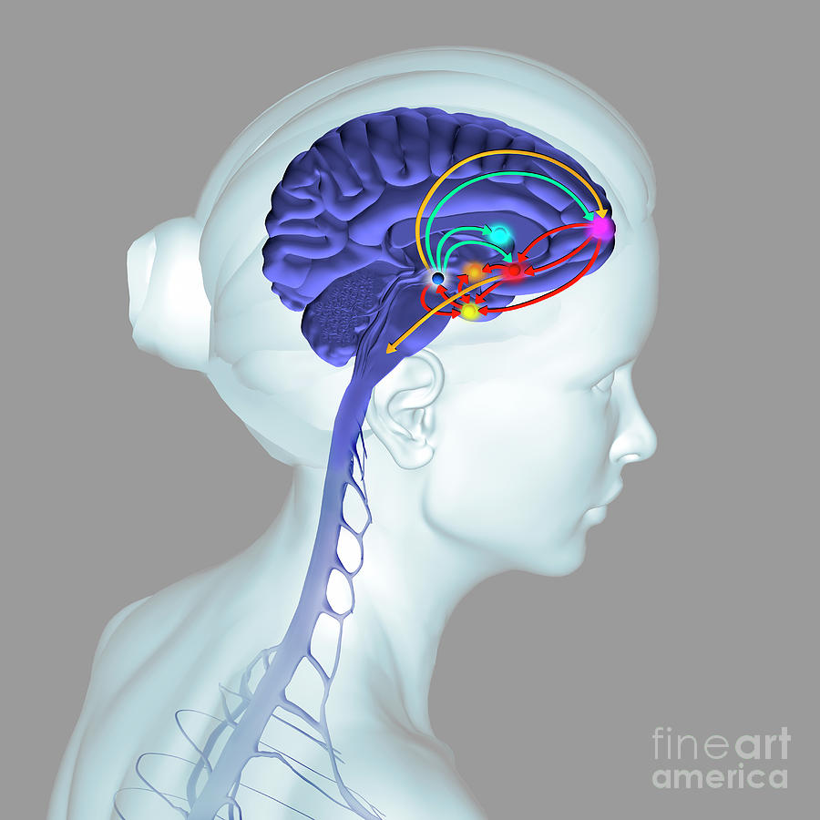 Brain Reward System Photograph by Fernando Da Cunha/science Photo ...