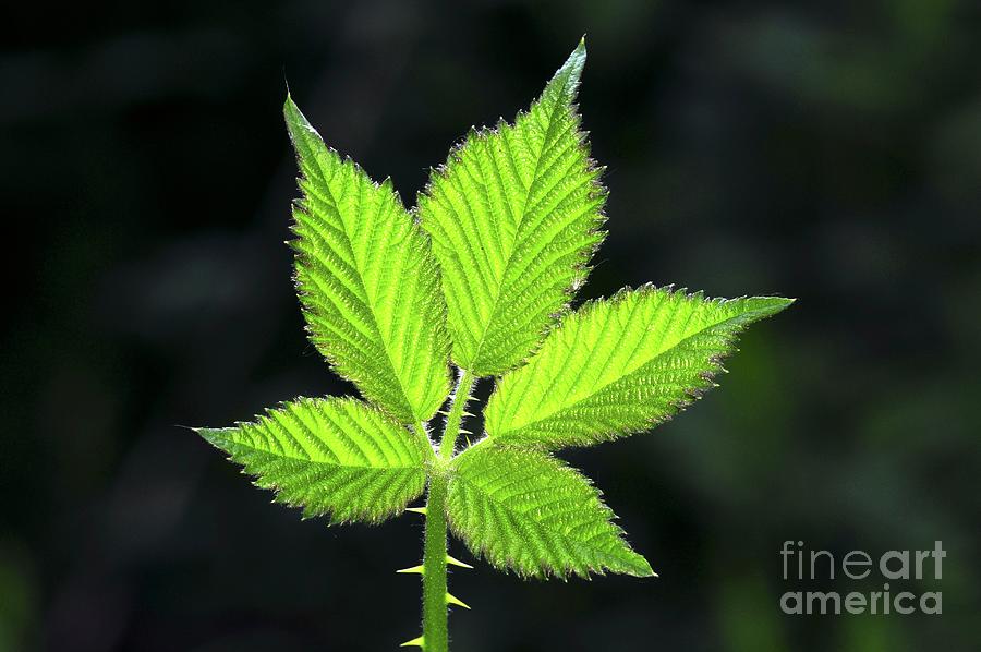 Spring Photograph - Bramble Leaf (rubus Fruticosus) by Colin Varndell/science Photo Library