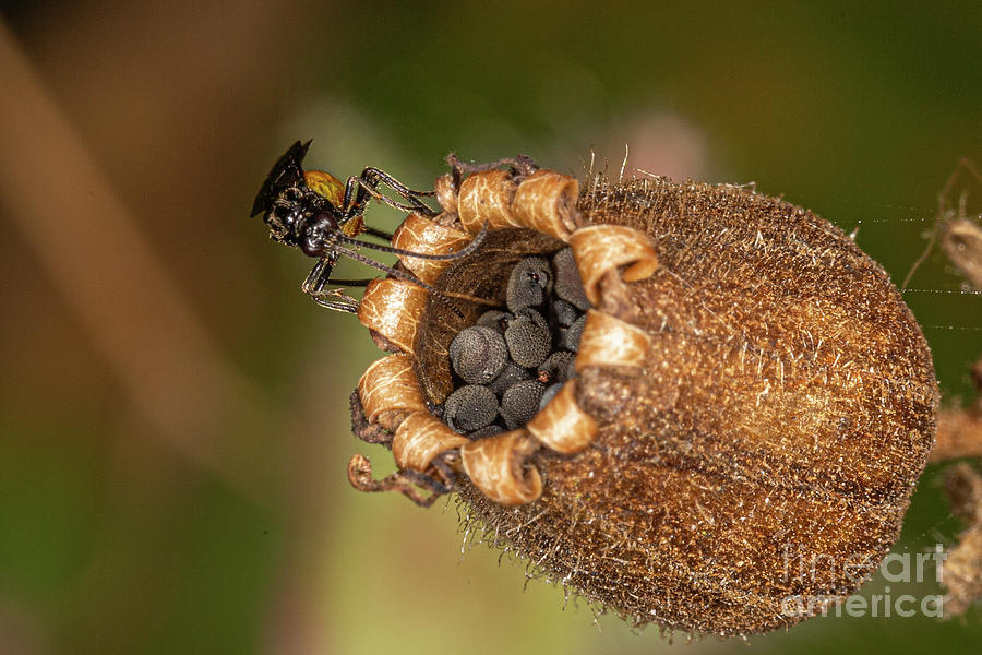 Bramble Saw Fly by Brian Roscorla Bramble Saw Fly by Brian Roscorla