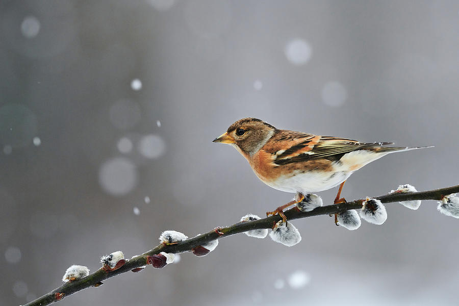 brambling hedgehog