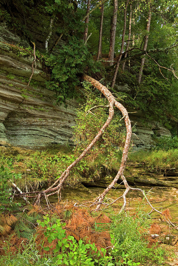 Branch along the Wisconsin River Photograph by Thomas Firak