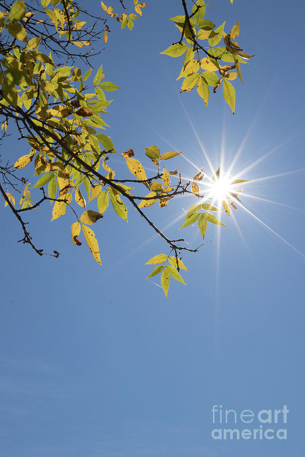 Autumn Photograph - Branch And Sunstar by Nicki Hoffman Autumn Photograph - Branch And Sunstar by Nicki Hoffman