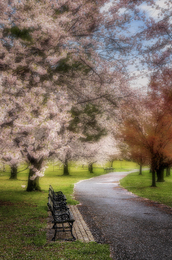 Branch Brook NJ Cherry Blossoms Photograph by Susan Candelario