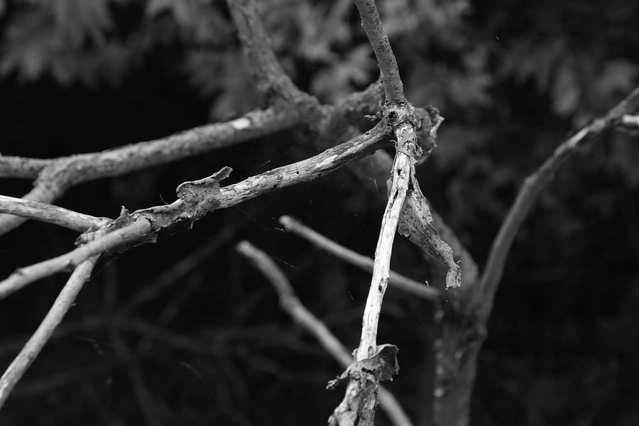 Black And White Photograph - Branch Fingers by Seth Love