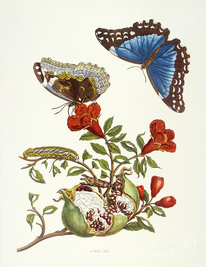 Download Branch Of A Pomegranate Tree With Blue Butterfly Mixed Media By Maria Sibylla Merian
