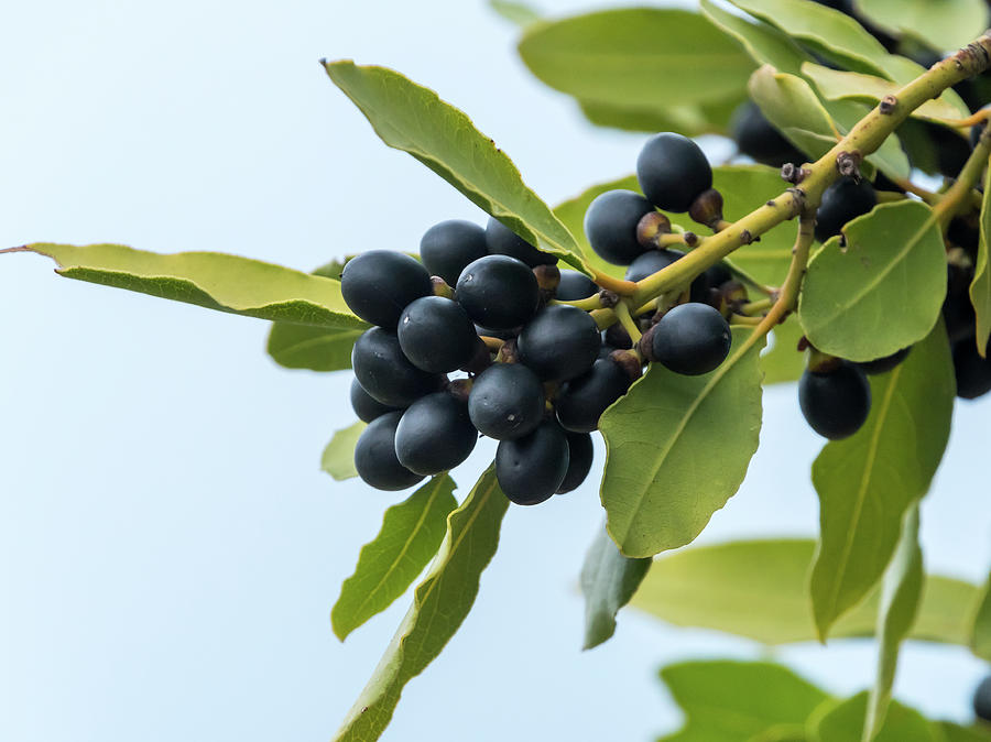 Olive Tree Branch with Ripe Olives