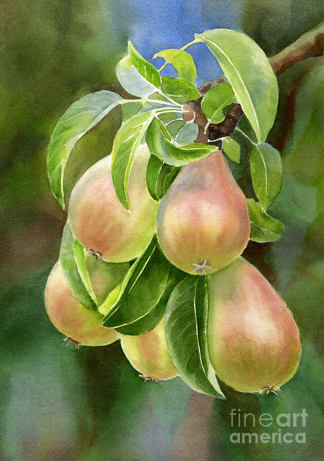 Pear Painting - Branch of Bronze Pears by Sharon Freeman