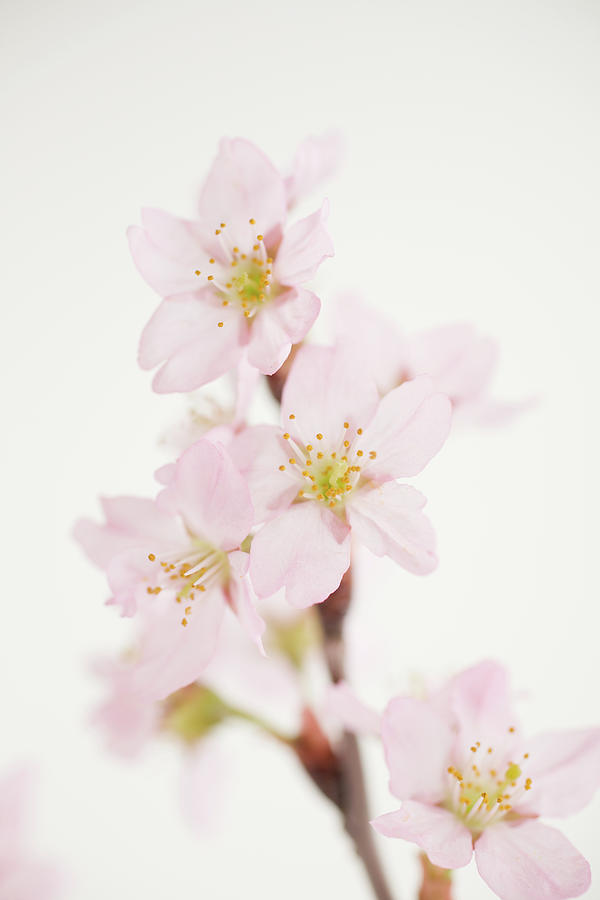 Branch Of Cherry Blossom Photograph by Eriko Koga