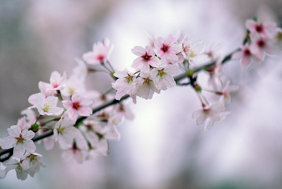 Branch Of Cherry Blossoms Photograph by Ooyoo
