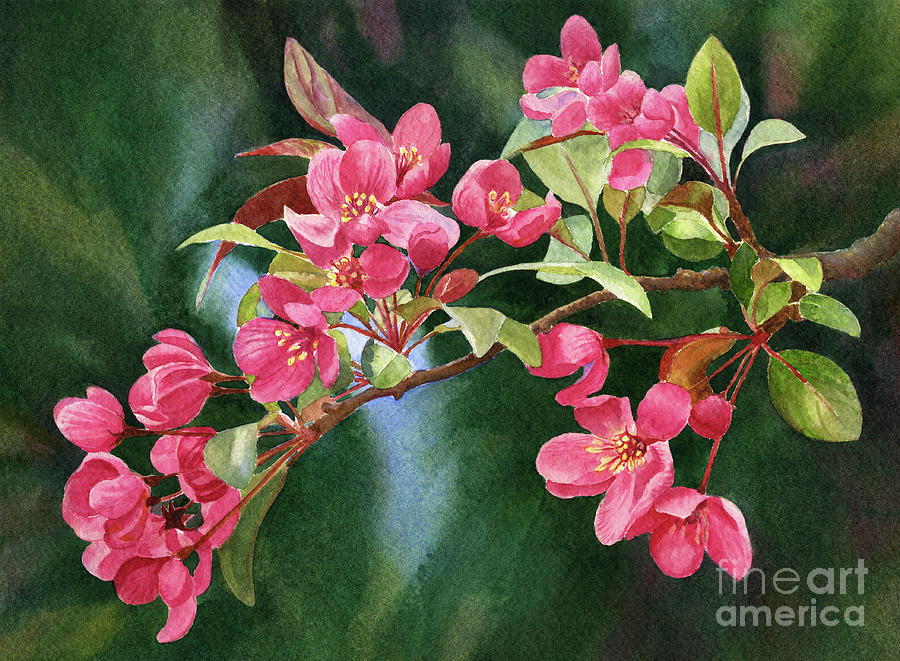 Branch of Coral Colored Blossoms with Dark Background Painting by Sharon Freeman