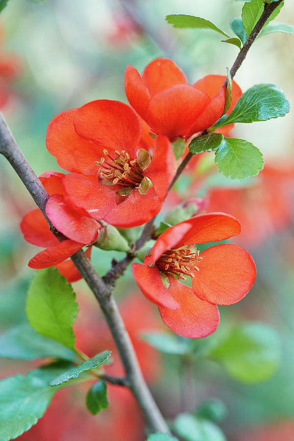 Branch Of Japanese Flowering Quince Blossom Photograph by Brigitte Sporrer
