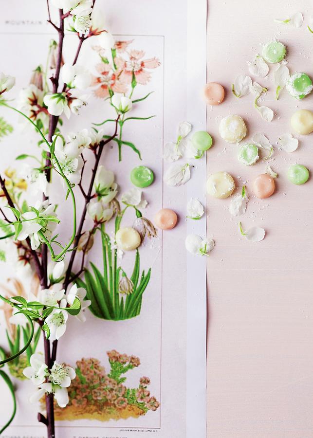 Branch Of Jasmine And Colourful Sweets Stuck On Poster With Botanical Images Decorating Wall Photograph by Great Stock!