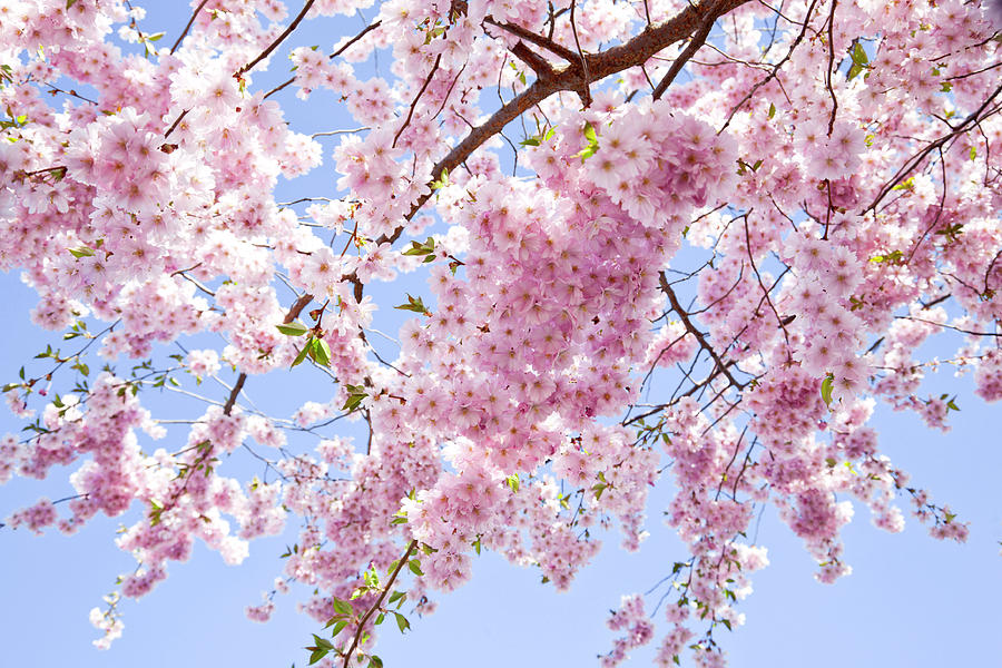 Branch Of Pale Pink Cherry Blossoms Photograph by Brittak Branch Of Pale Pink Cherry Blossoms Photograph by Brittak