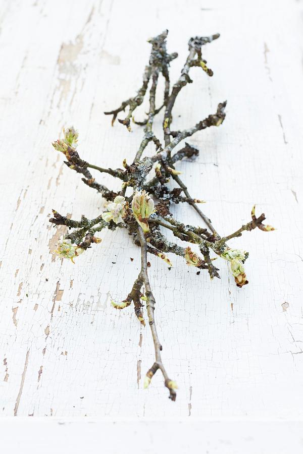 Branch Of Pear With Spring Flower Buds On Wooden Surface With Peeling White Paint Photograph by Sabine Lscher