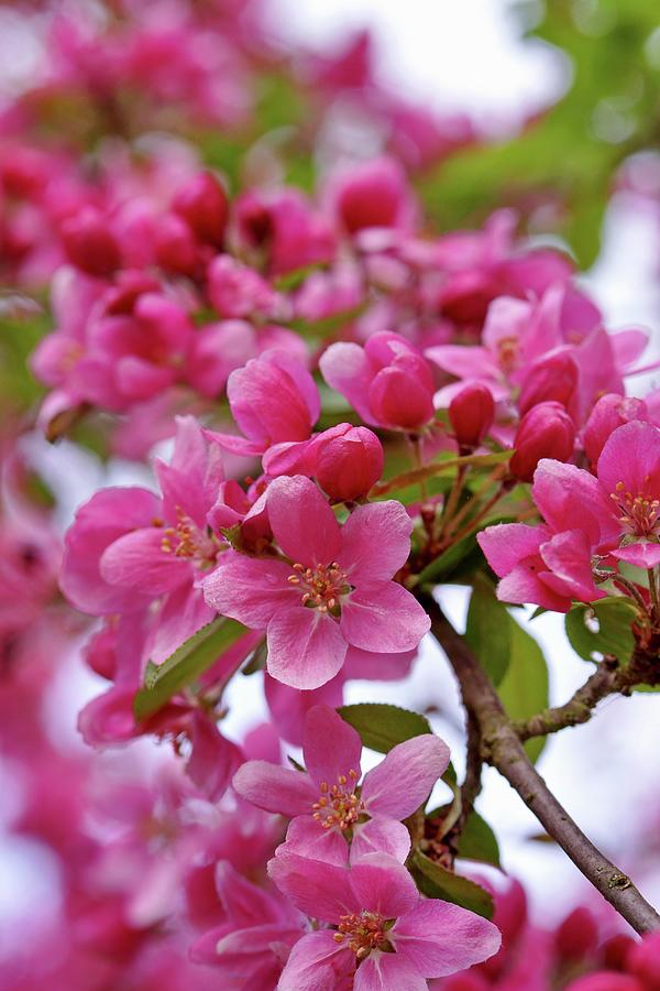 Branch Of Pink Crab Apple Blossom Photograph by Angelica Linnhoff