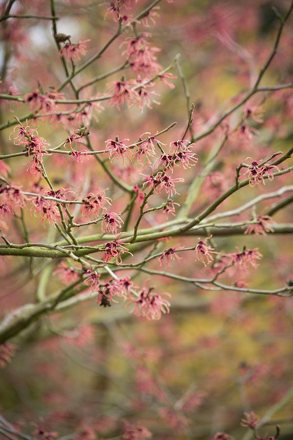 Branch Of Pink-flowering Witch-hazel Photograph by Sibylle Pietrek