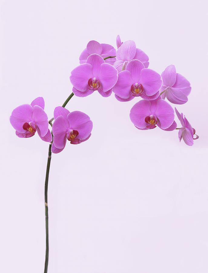 Branch Of Pink Orchid On White Photograph by Rosemary Calvert