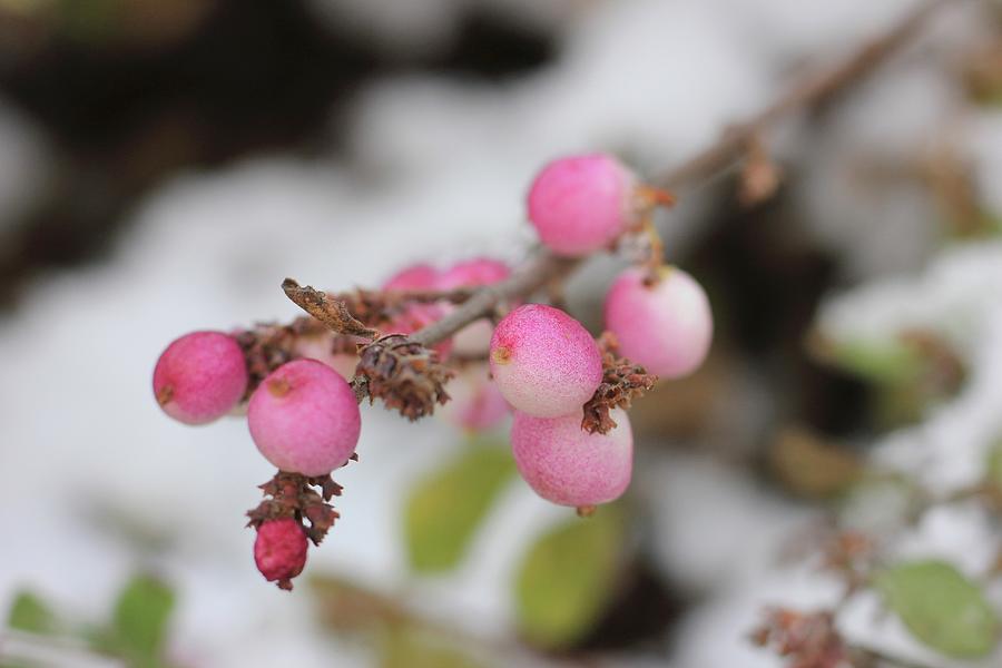 Branch Of Pink Snowberries Photograph by Ruth Laing