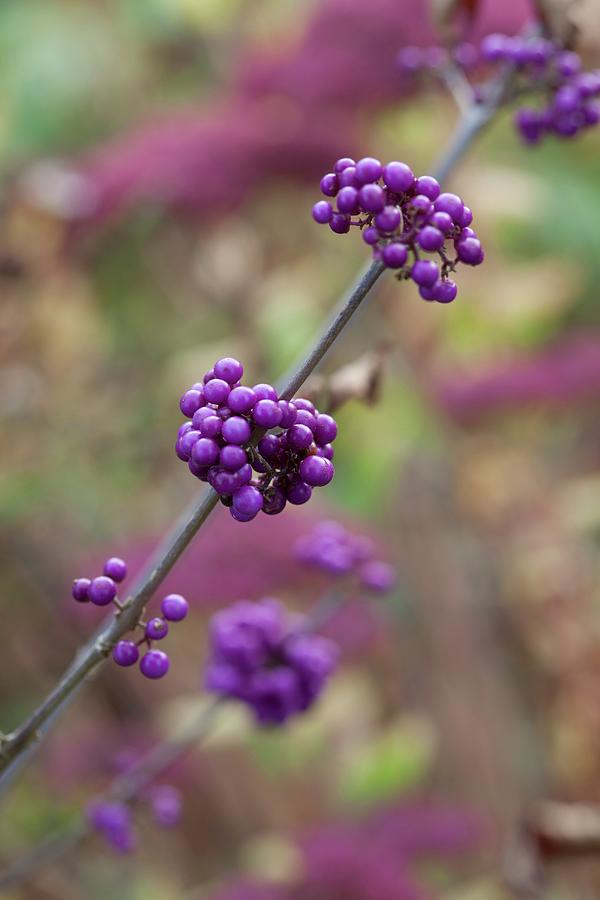 Branch Of Purple Callicarpa Berries Photograph by Sibylle Pietrek