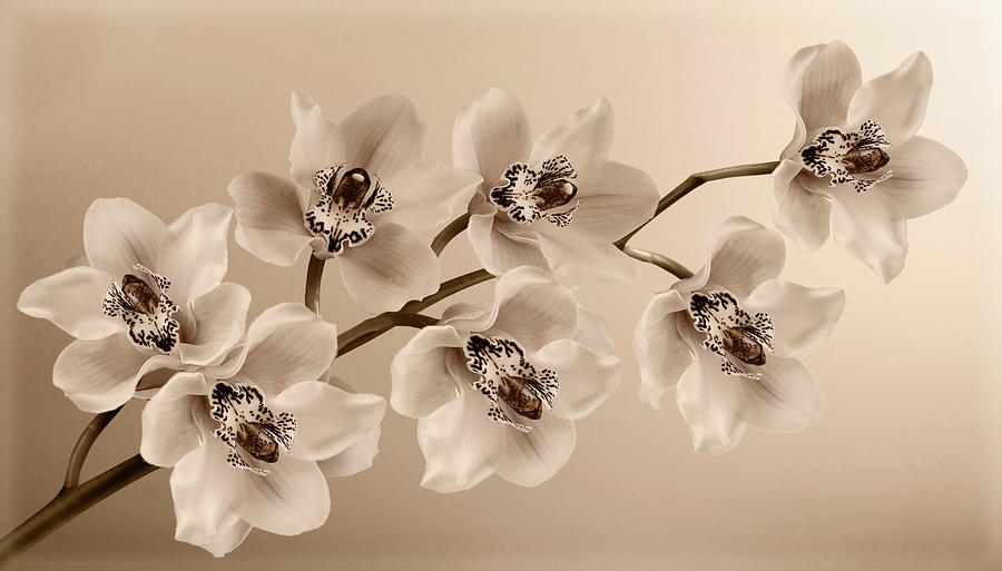 Still Life Photograph - Branch Of Sepia Orchids by Tom Quartermaine