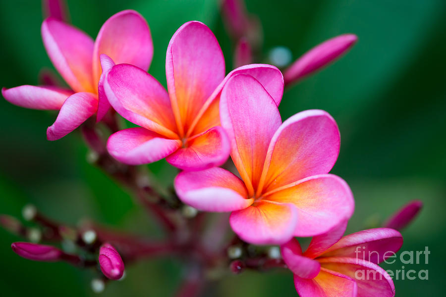 Romance Photograph - Branch Of Tropical Pink Flowers by Iryna Rasko Romance Photograph - Branch Of Tropical Pink Flowers by Iryna Rasko