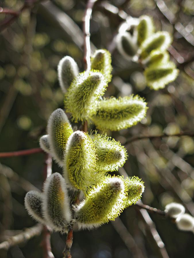 Branch Of Willow Catkins close-up Photograph by Petr Gross