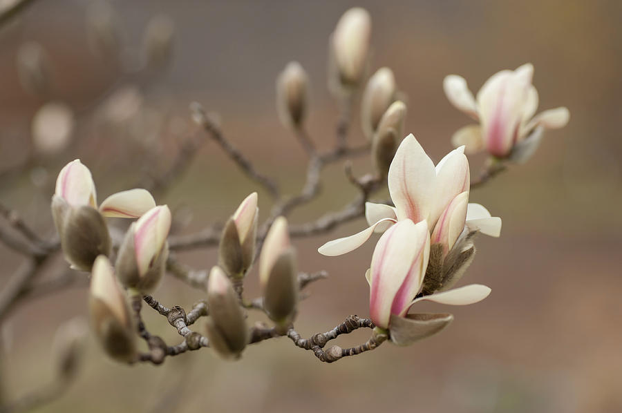 Branch Of Zen Magnolia 1 Photograph by Jenny Rainbow
