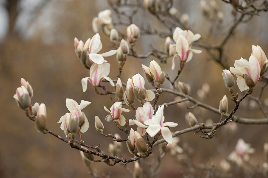 Branch of Zen Magnolia Photograph by Jenny Rainbow