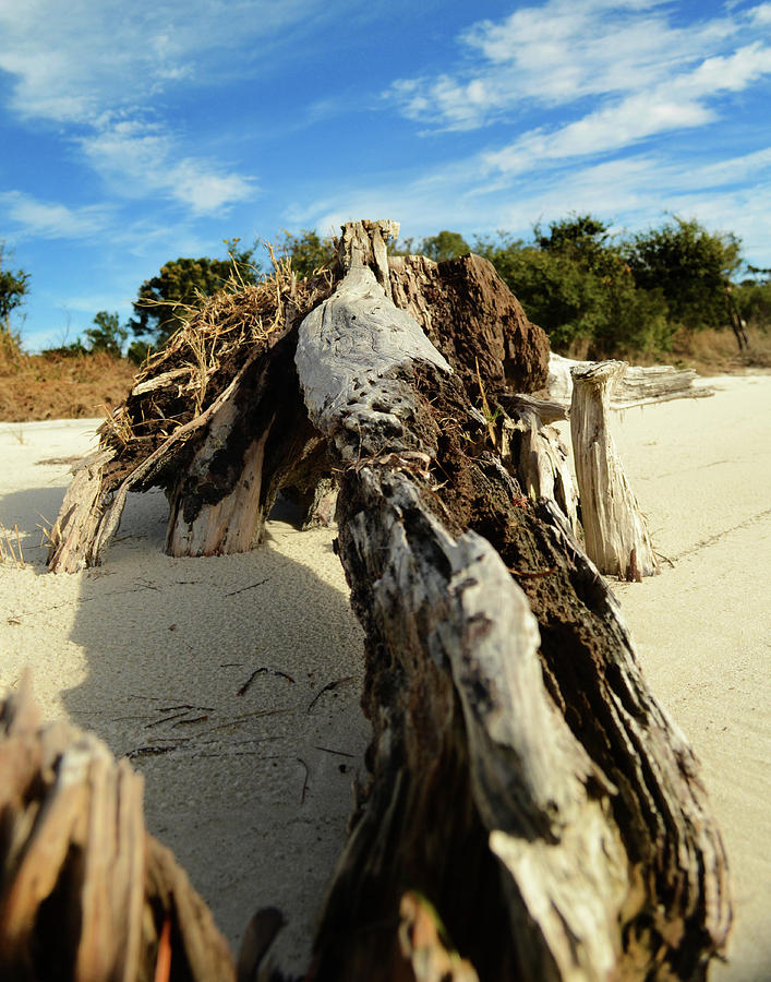 Branch on Beach by Maggy Marsh Branch on Beach by Maggy Marsh