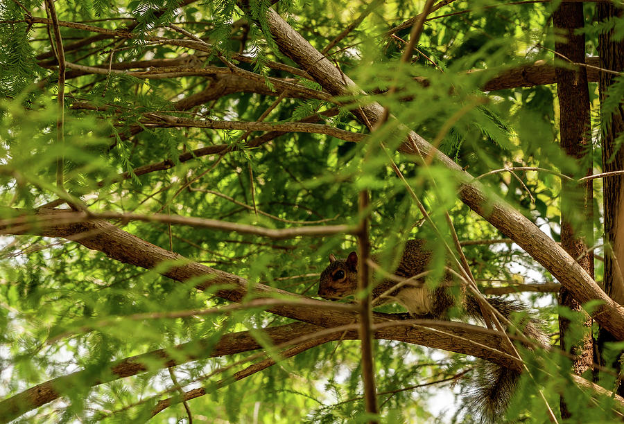 Animals Photograph - Branch To Branch by Ric Schafer Animals Photograph - Branch To Branch by Ric Schafer