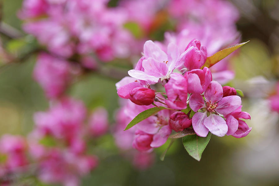 Branch With Apple Blossom Photograph by Angelica Linnhoff